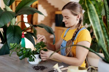 Genç bir kadın evde çiçek nakli yapar. Saksı çiçekleri için bahar bakımı. Bahar, bakım, ev bitkileri, bahçe işleri.