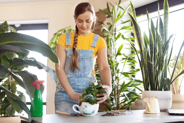 Güzel bir kız, yerli bitkileri yeni bir çömleğe nakletmekle meşgul. Ev bakımı, çiçek düzenlemesi dekorasyonu, ev bitkileriyle iç dekorasyon