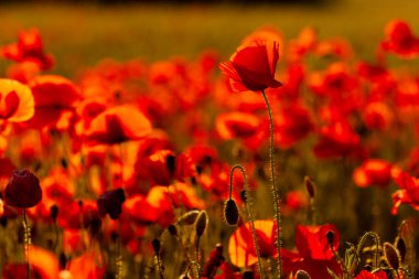 Gün batımında çiçek açan kırmızı gelinciklerle güzel bir arkaplan