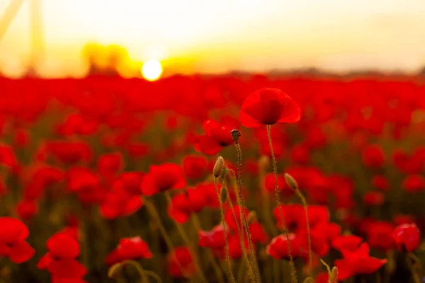 Beautiful background with blooming red poppies at sunset — Stock Photo, Image