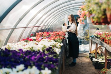 Renkli çiçeklerin yapraklarına taze su püskürten büyüleyici bir kadın bahçıvan, bir serada çalışıyor..