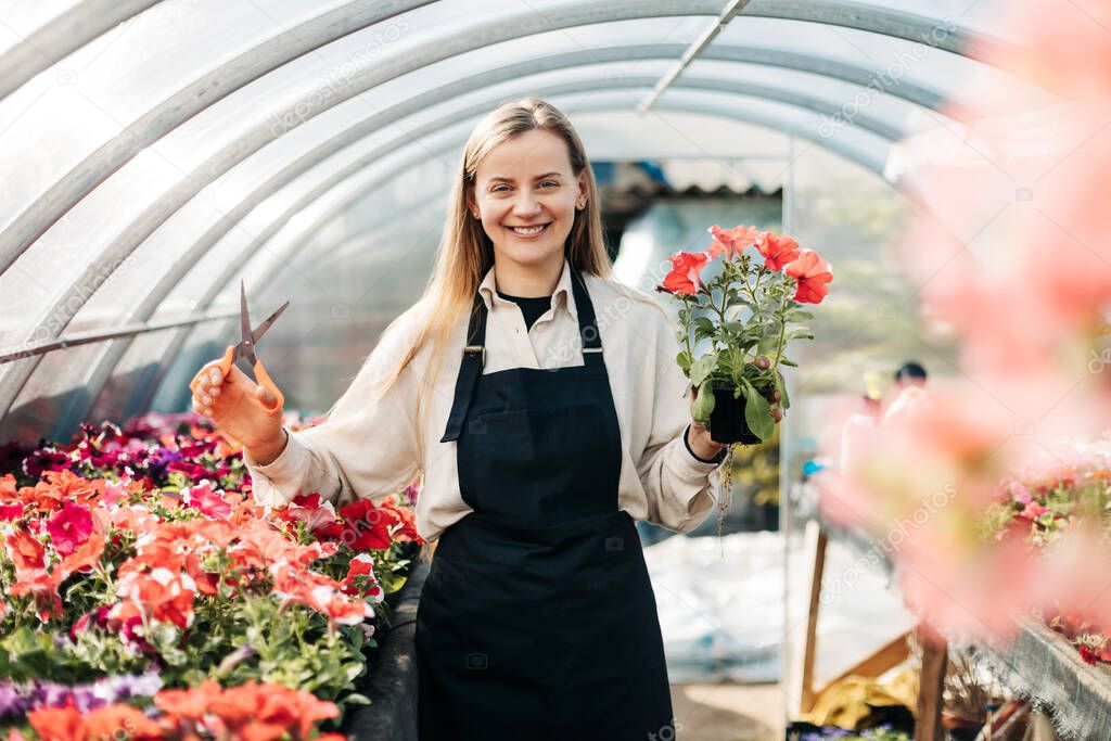 A smiling female gardener with scissors works with petunias in a greenhouse. Plant care, garden center, flower shop