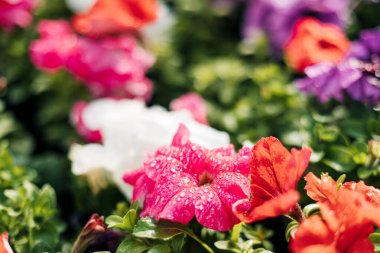 Renkli kırmızı, beyaz, mor petunyalar. Güzel Petunya çiçekleri duvar kağıdı. Bahar arkaplanı, çiçek arkaplanı