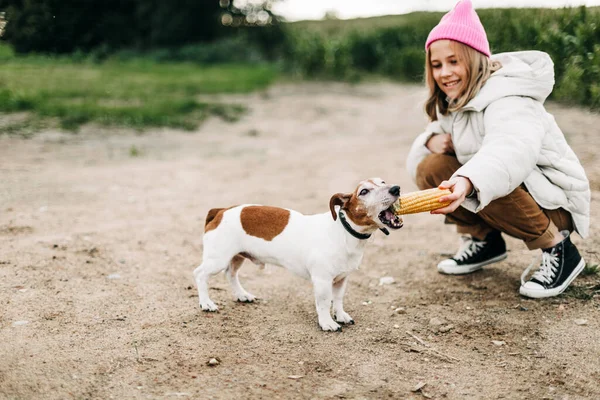 Šťastná dospívající dívka objímání a krmení svého psa Jack Russell teriér v poli na pozadí kukuřičného pole na podzim — Stock fotografie