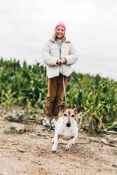 Cute teenage girl walking her dog Jack Russell Terrier on a leash in a field against a background of a cornfield in autumn — ストック写真