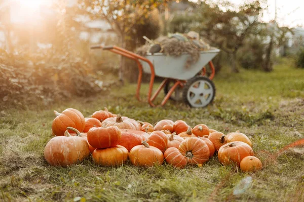 Van egy csomó narancs tök a füvön a kertben. Őszi téma, tökök gyűjteménye. Halloween, hagyomány, ünnep — Stock Fotó