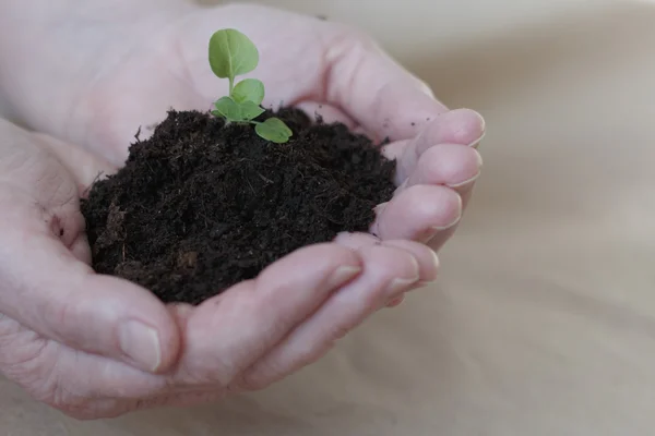 Plántulas en manos de la agricultura — Foto de Stock