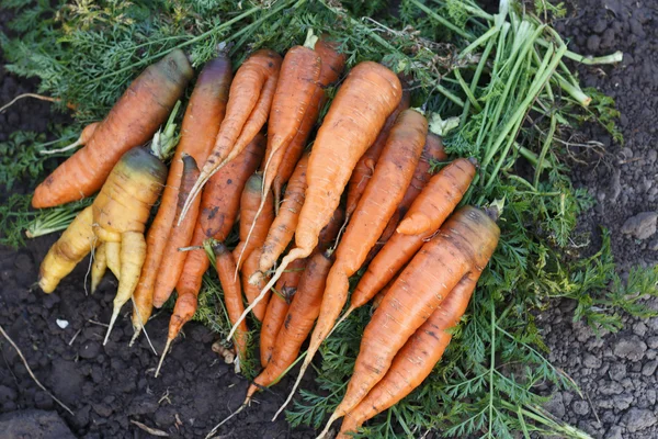 Свежий урожай моркови на фоне почвы, избирательный фокус — стоковое фото