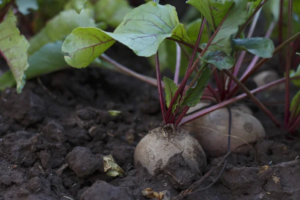 Organic beetroot growing on the vegetable bed — Stock Photo, Image