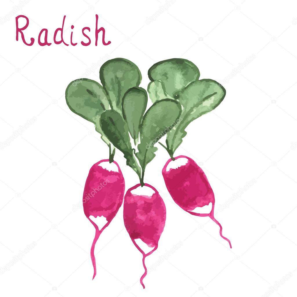 Turp Vektorler Ve Grafikleri Depositphotos