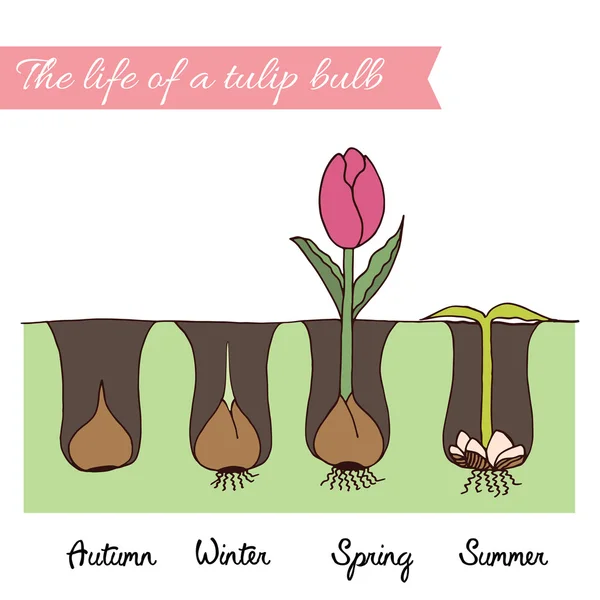 Wie man Tulpen pflanzt. — Stockvektor