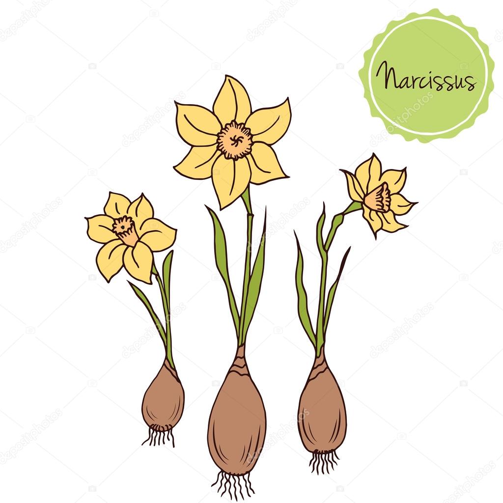 Daffodils with bulbs and editable vector in hand drawn style