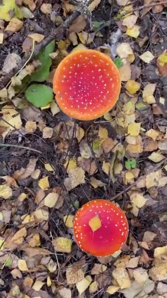 Amanita muscaria Pilz. Herbstzeit im Wald, Fliegenpilz. Vertikales Video. Amanita-Mikrodosierung — Stockvideo