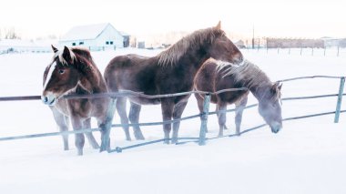 Kış tarlasında birkaç at