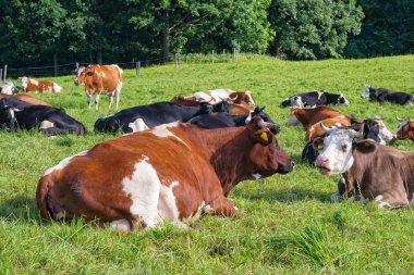 İnekler alanında yalan.