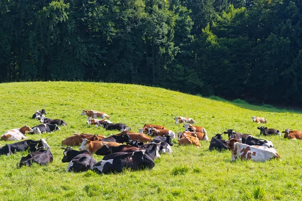 Cows Lying on Green Meadow — Stock Photo, Image