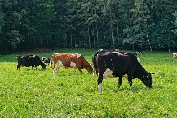 Cows on Green Meadow. — Stock Photo, Image