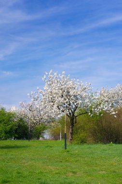 Kiraz ağacı çiçeği.