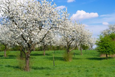 ilkbaharda Çiçek Bahçesi
