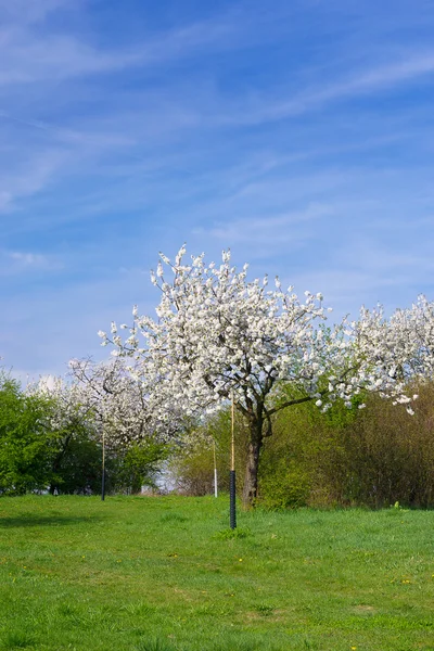 Kirschbaumblüte — Stockfoto