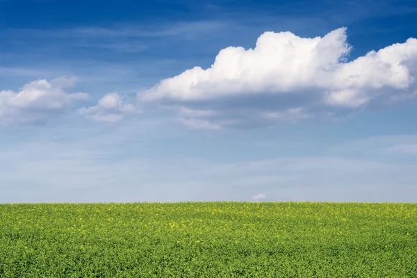 Vita moln på blå himmel ovanför blommande raps fält. — Stockfoto