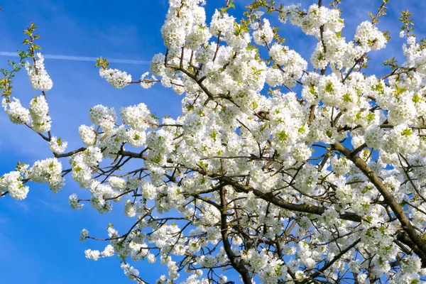 Cherry tree blossom — Stock Photo, Image