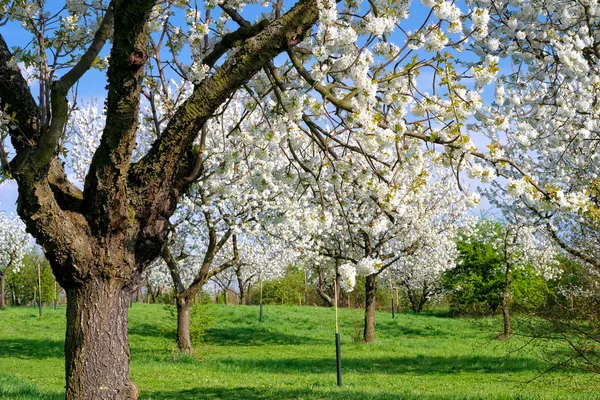 Blossoming Orchard in Sunny Spring Day — Stock Photo, Image