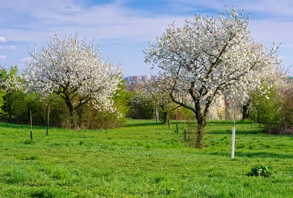 Blühender Obstgarten im Frühling — Stockfoto