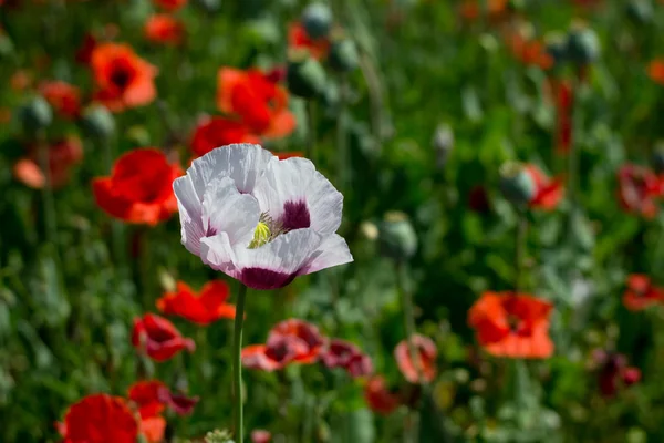 Coquelicot opium blanc — Photo