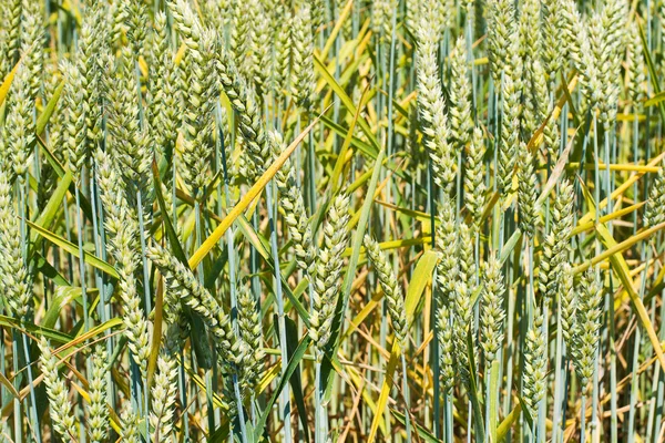Зеленые колосья пшеницы, сельское хозяйство фон — стоковое фото