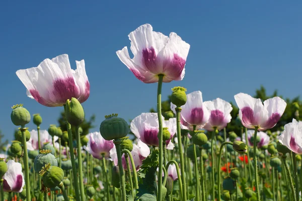 White opium poppy field — Stock Photo, Image