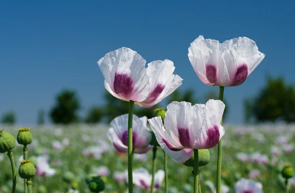 White opium poppy field — Stock Photo, Image