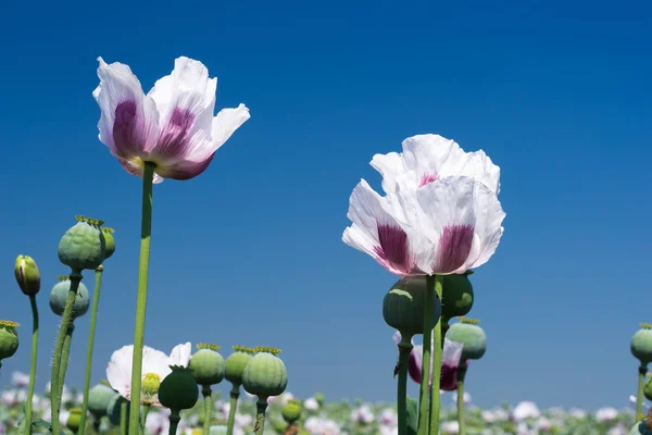 White opium poppy against blue sky — Stock Photo, Image