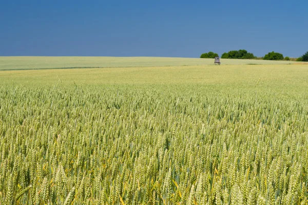 Зеленые колосья пшеницы, сельское хозяйство фон . — стоковое фото