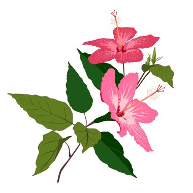 hibiscus çiçek üzerinde beyaz izole