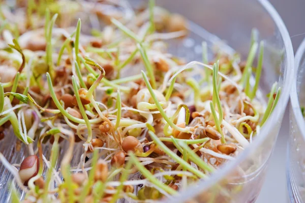 Brotes caseros — Foto de Stock