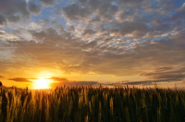 bir alan üzerine yaz günbatımı