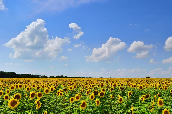 Campo de girassol Imagem De Stock