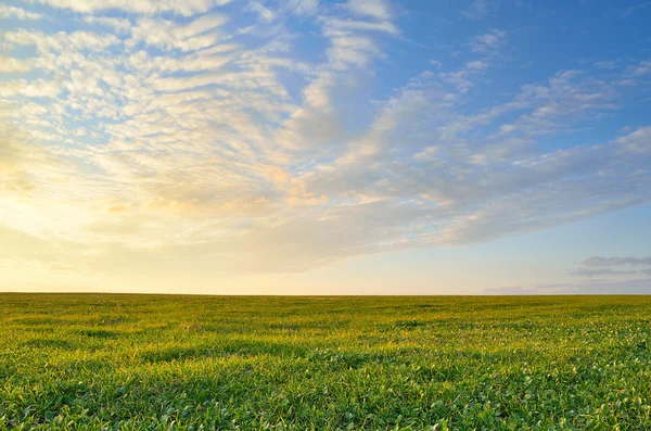 Céu do por do sol sobre o campo verde Imagens De Bancos De Imagens