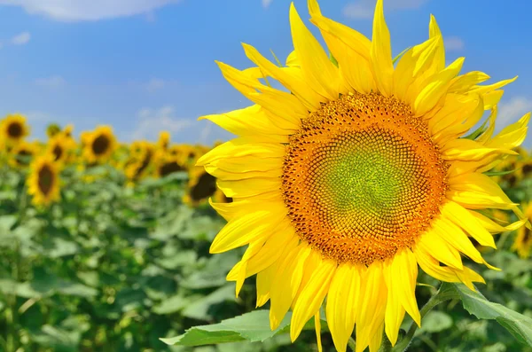 Zonnebloem en zonnebloem veld — Stockfoto