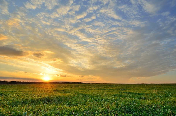 Zonsondergang hemel en zon over het groene veld — Stockfoto