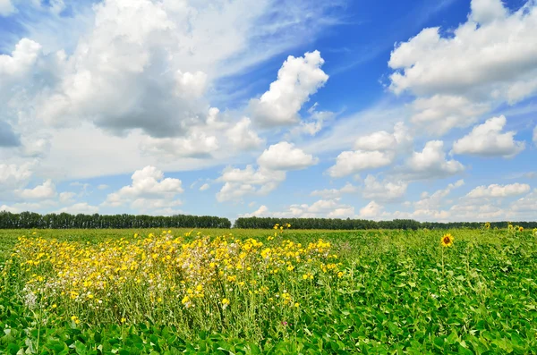 Kwiaty letnie i pola — Zdjęcie stockowe