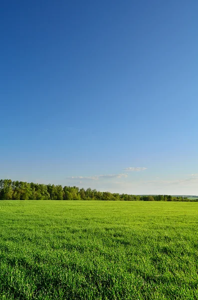 Groene weide en bos onder heldere hemel — Stockfoto