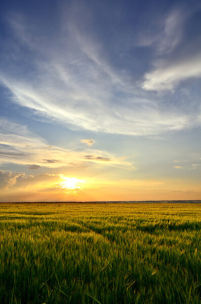 sun at sunset over barley field