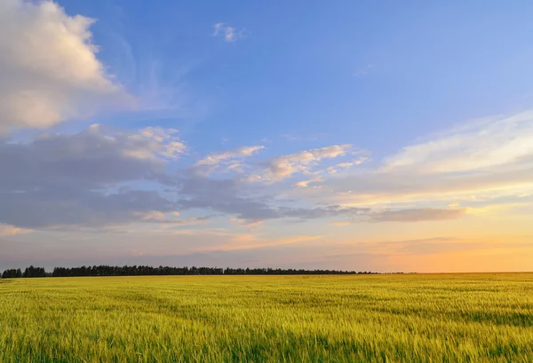 Gerst veld onder een zomer avondrood — Stockfoto