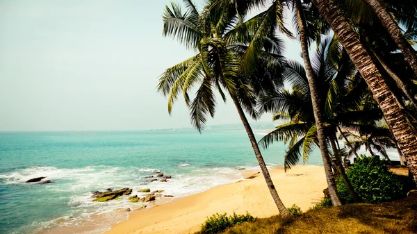 Palms on Tropical coast of Indian ocean — Stock Photo, Image