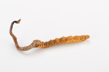 Yarsagumba Cordyceps sinesis Yartsa Gunbu geleneksel Çin tıp Himalaya altın kullanılan Nepal beyaz arka planda izole. 