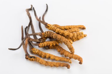 Yarsagumba Cordyceps sinesis Yartsa Gunbu geleneksel Çin tıp Himalaya altın kullanılan Nepal beyaz arka planda izole. 