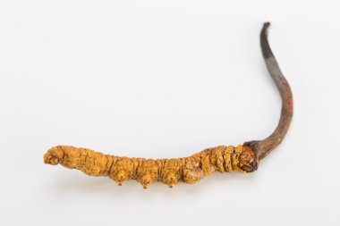 Yarsagumba Cordyceps sinesis Yartsa Gunbu geleneksel Çin tıp Himalaya altın kullanılan Nepal beyaz arka planda izole. 