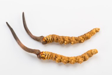 Yarsagumba Cordyceps sinesis Yartsa Gunbu geleneksel Çin tıp Himalaya altın kullanılan Nepal beyaz arka planda izole. 